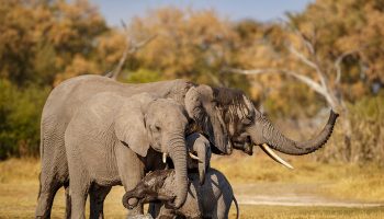 namibie-destination-encore-peu-connue-faire-safaris