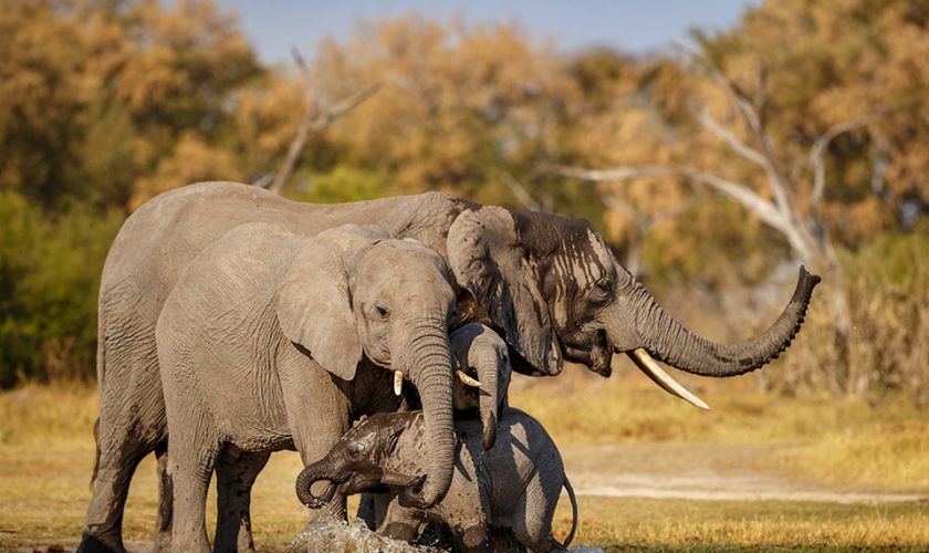 namibie-destination-encore-peu-connue-faire-safaris